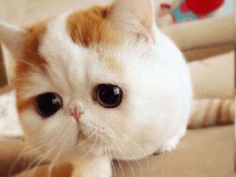 GD晒照曝BIGBANG成员日常面貌 太阳“妖娆”姿势吸睛“太阳成官网”(图1) 太阳成官网